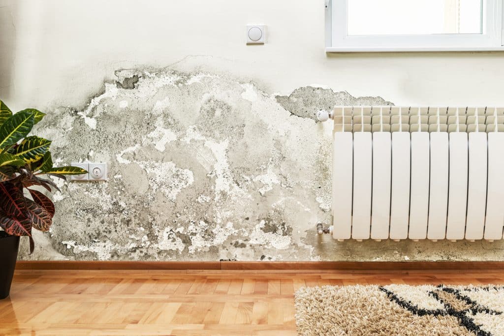 How Mould Might Impact Your Health Without You Knowing