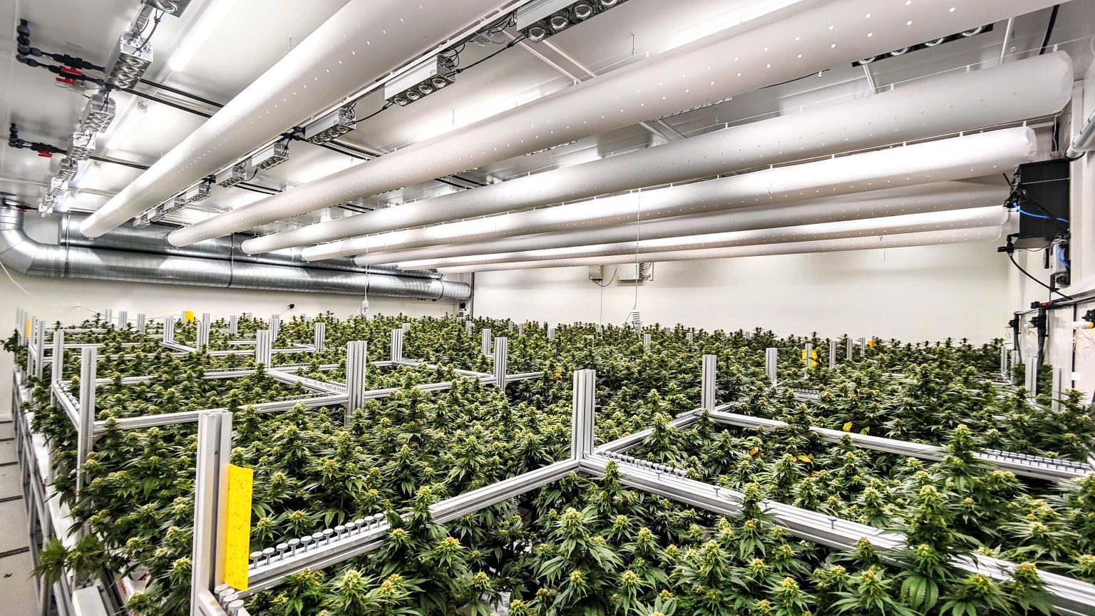 Medical Cannabis Producer Swisscann Targets European Expansion via UK Crowdfund Success