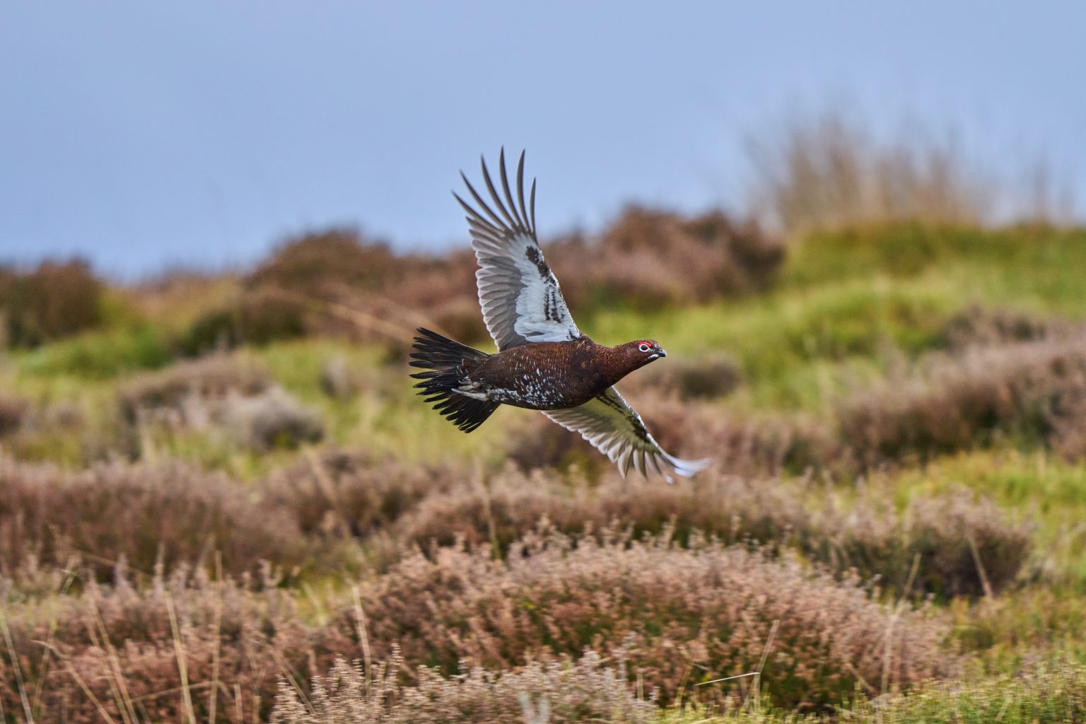 Survey Finds 70% Support for Grouse Shooting on United Utilities Land
