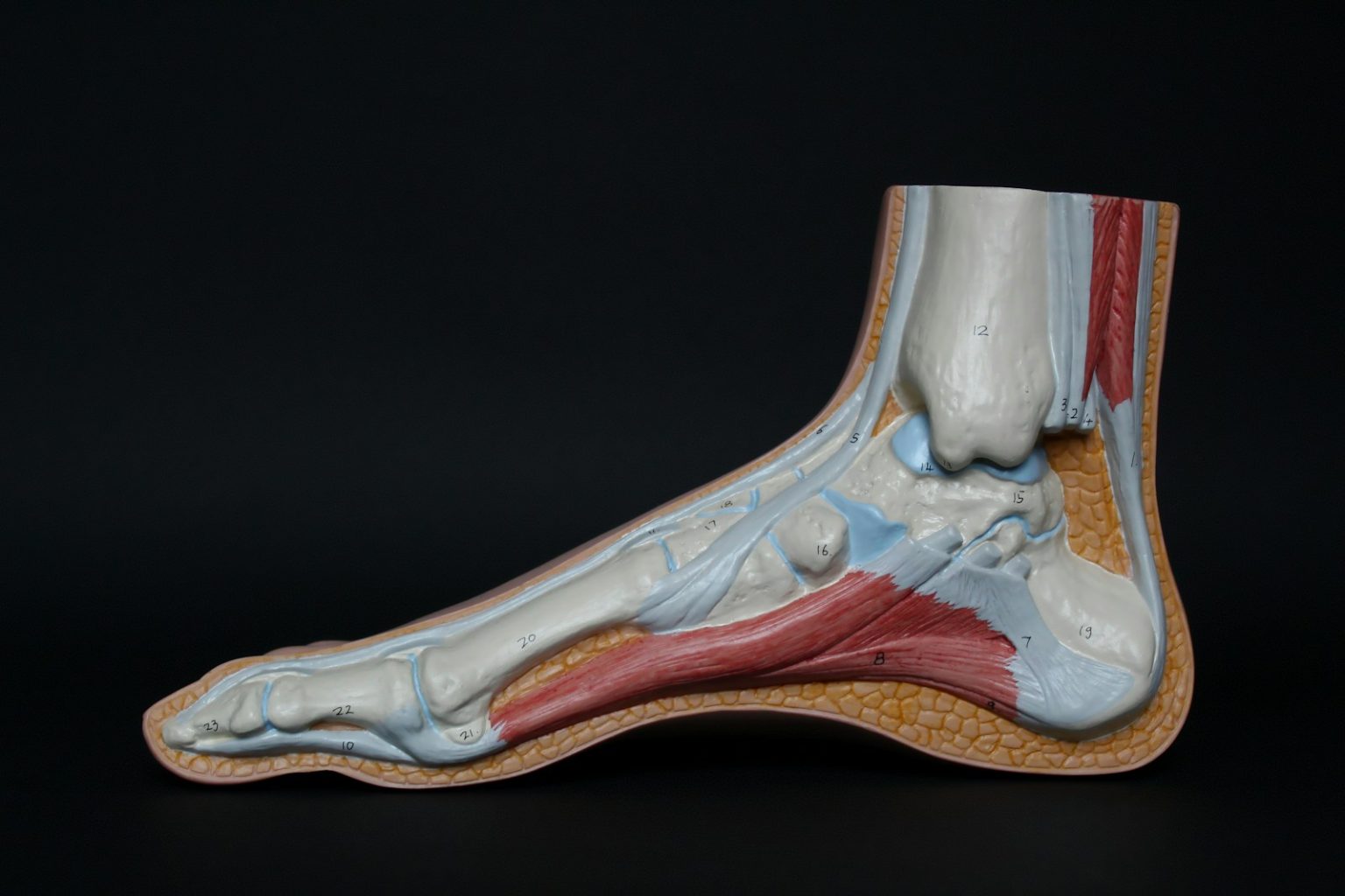 Endo Presents Collagenase Study Data at American Orthopaedic Foot & Ankle Society Annual Meeting blue and brown ceramic vase