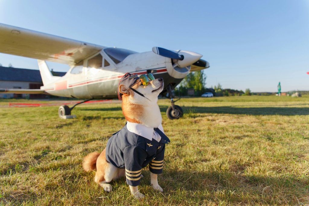 Dog owners could save up to £1,800 with new pet passport, expert reveals