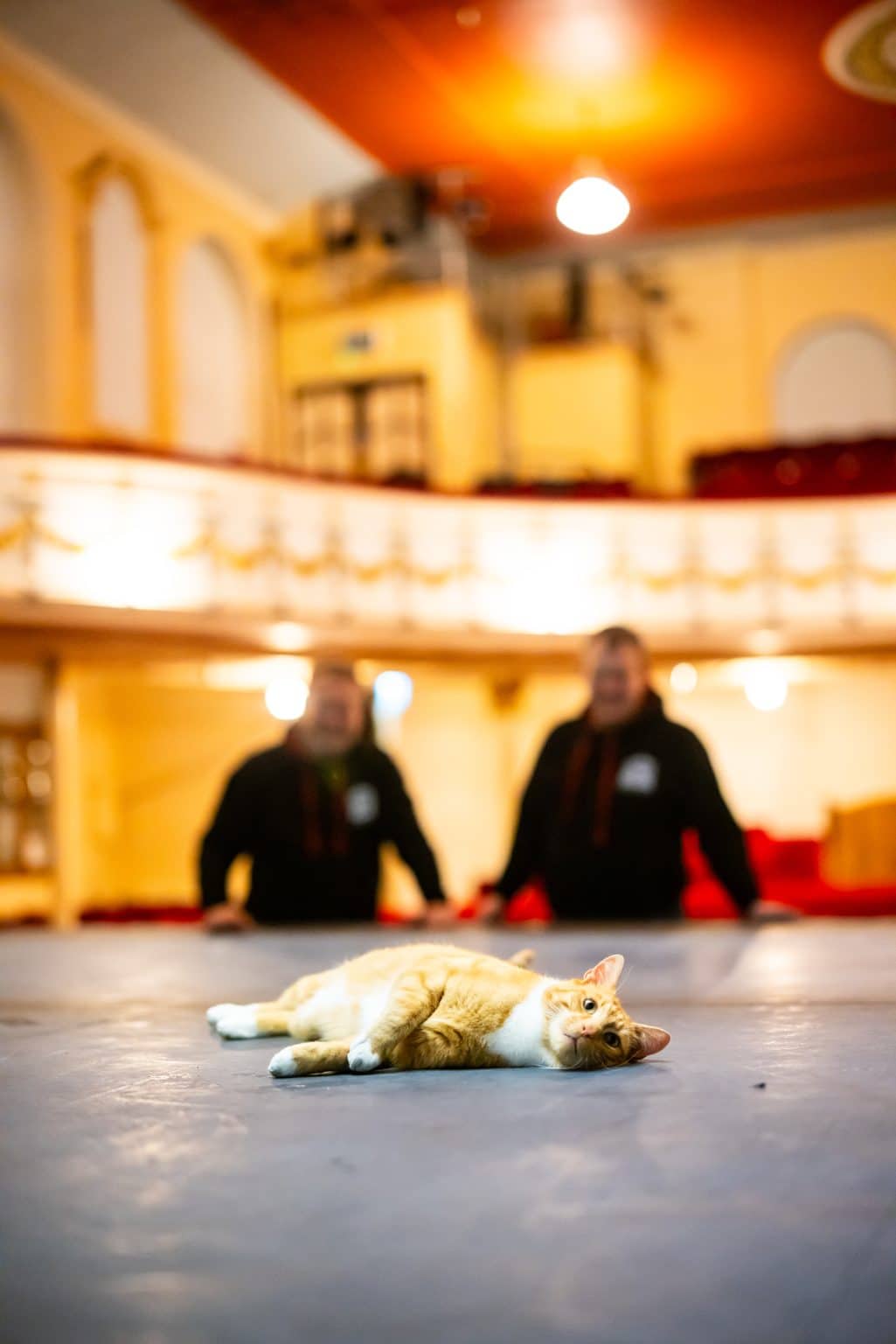 Cats changing lives battle for top honours in prestigious awards