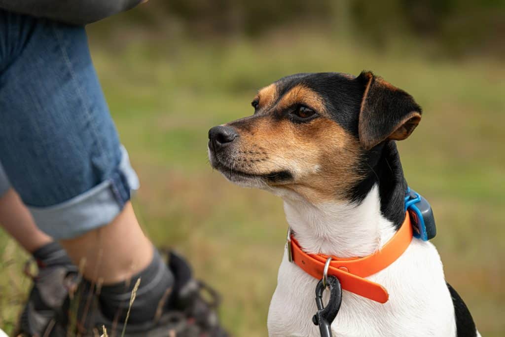 exercise requirements for dogs - dog exercise requirements central london